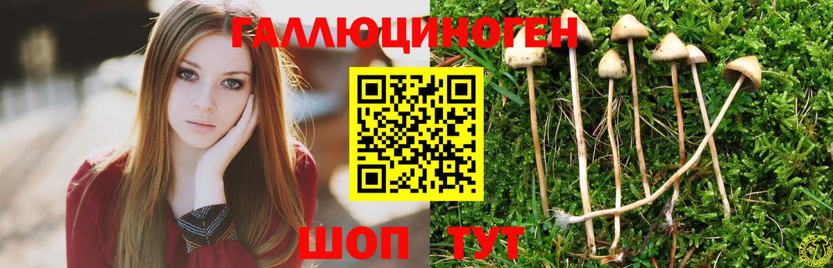 Великий Устюг  Псилоцибиновые грибы Cubensis  Вход с VPN 